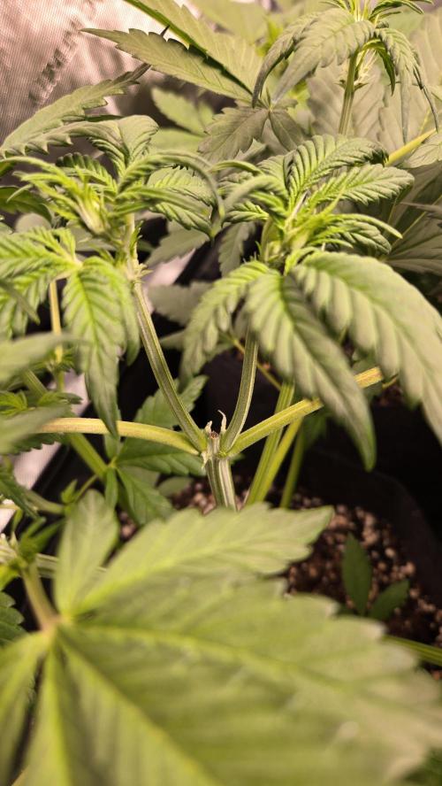 Banana Purple Punch Auto (RF3). Week 4