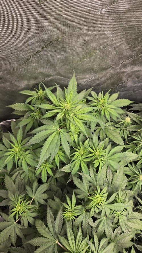 Banana Purple Punch Auto (RF3). Week 4