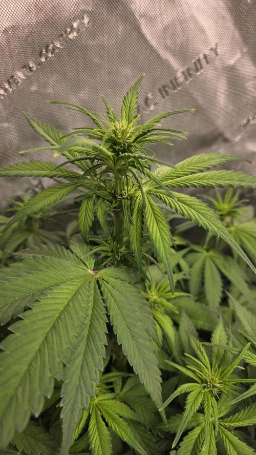 Banana Purple Punch Auto (RF3). Week 4