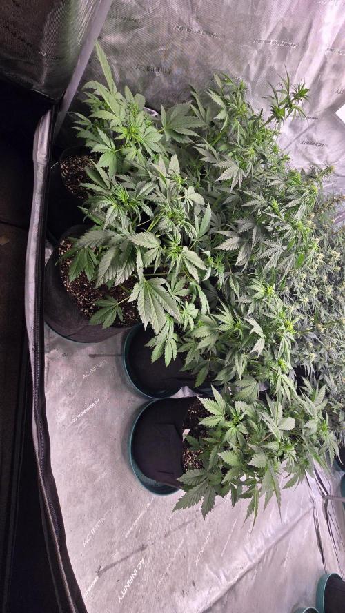 Banana Purple Punch Auto (RF3). Week 4