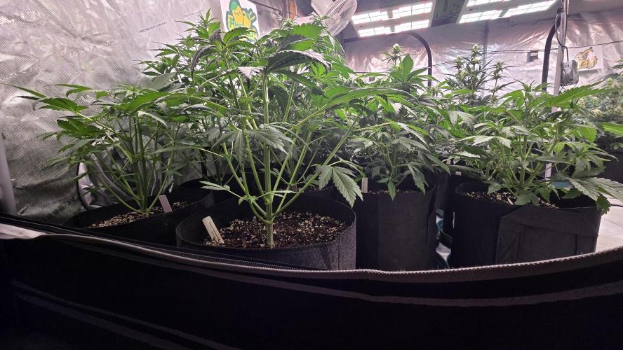 Banana Purple Punch Auto (RF3). Week 4