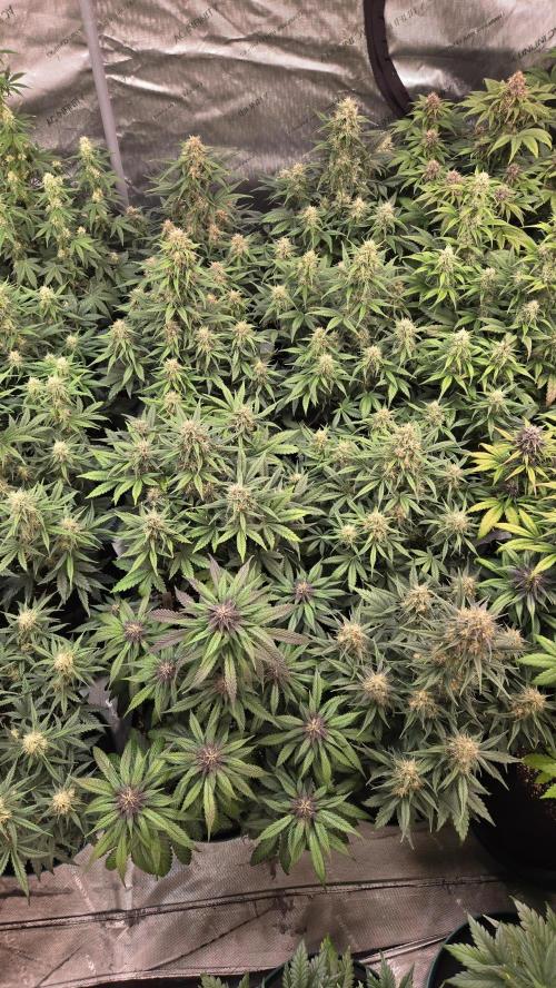 PapayaCookiesAuto. Week 6