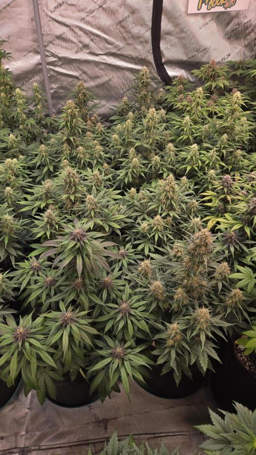 PapayaCookiesAuto. Week 6