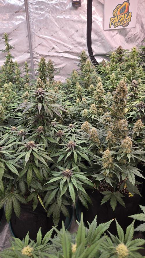 PapayaCookiesAuto. Week 6