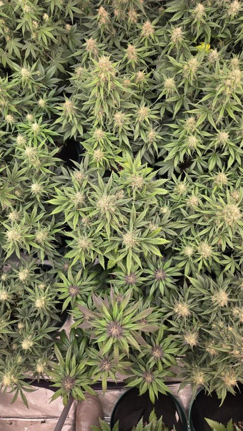 PapayaCookiesAuto. Week 6