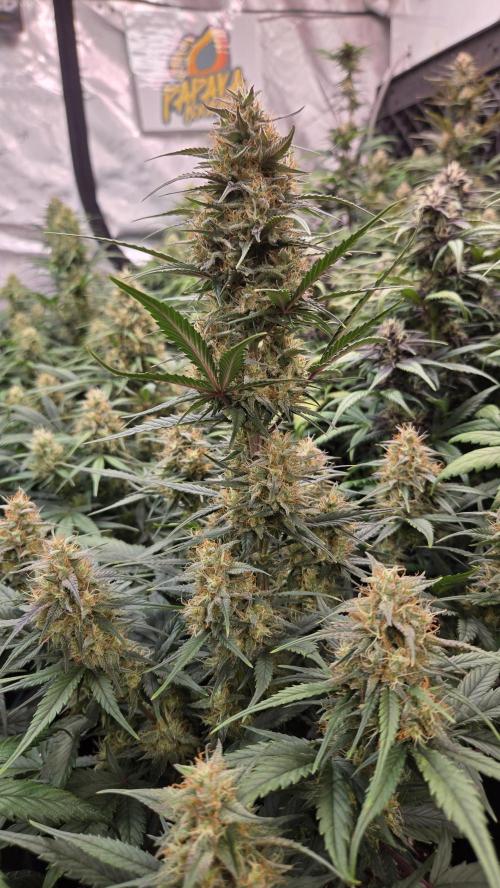 PapayaCookiesAuto. Week 6