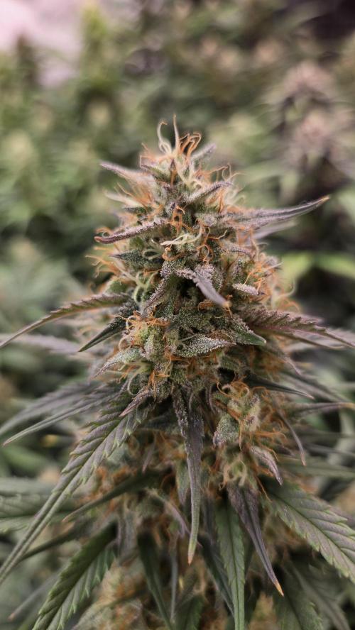 PapayaCookiesAuto. Week 6