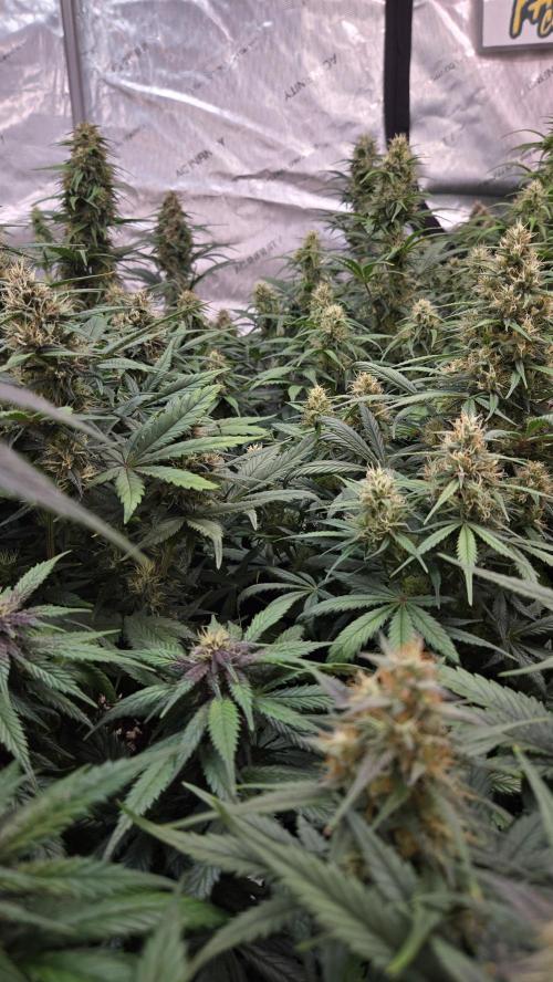 PapayaCookiesAuto. Week 6