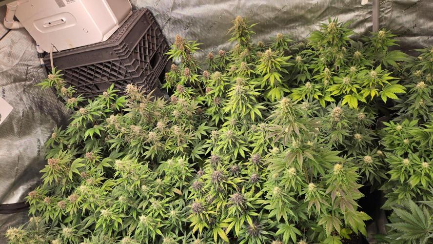 FrostBangerAuto. Week 6