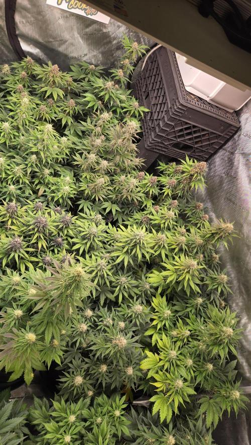 FrostBangerAuto. Week 6