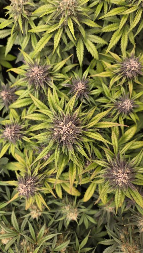 FrostBangerAuto. Week 6