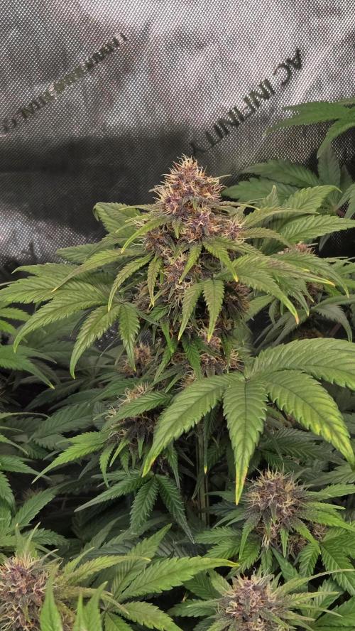 FrostBangerAuto. Week 6