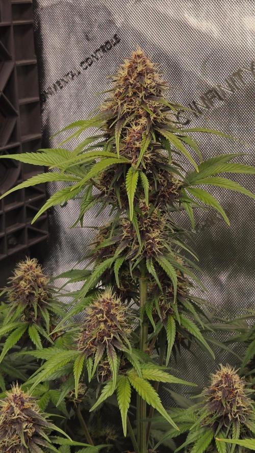 FrostBangerAuto. Week 6