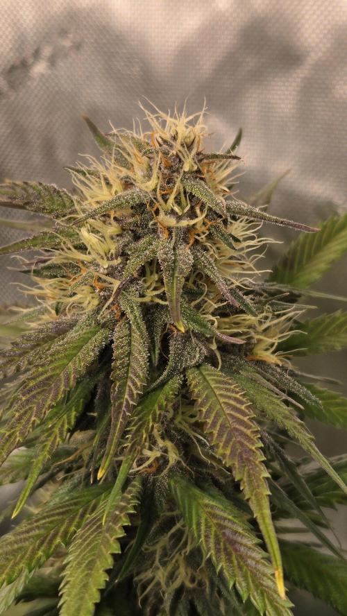 FrostBangerAuto. Week 6