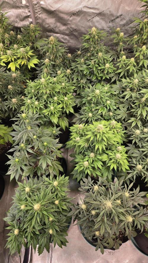 SuperBoofAuto. Week 6