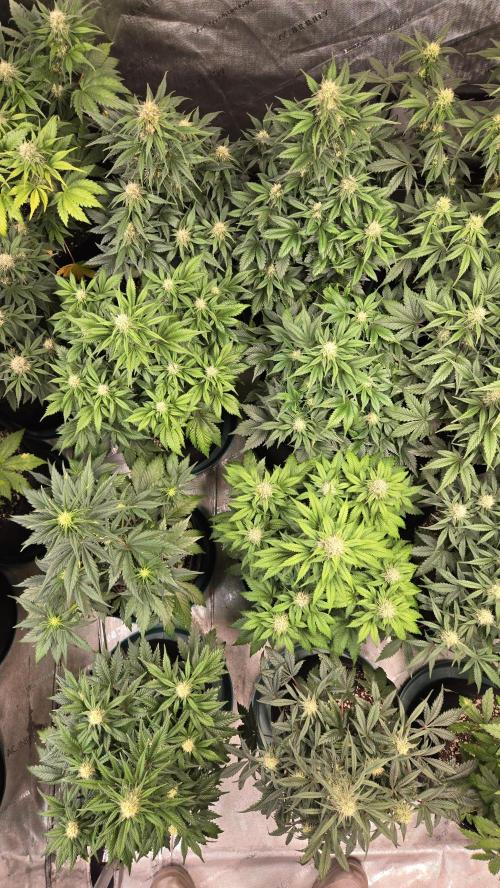 SuperBoofAuto. Week 6