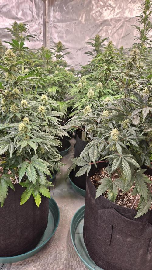 SuperBoofAuto. Week 6