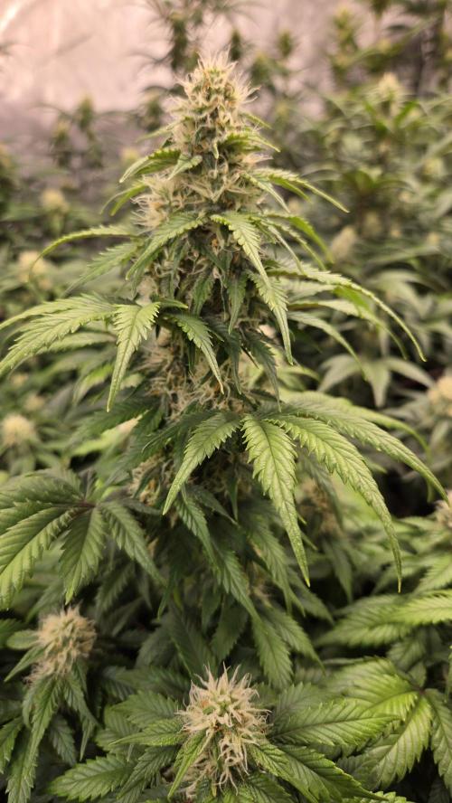 SuperBoofAuto. Week 6