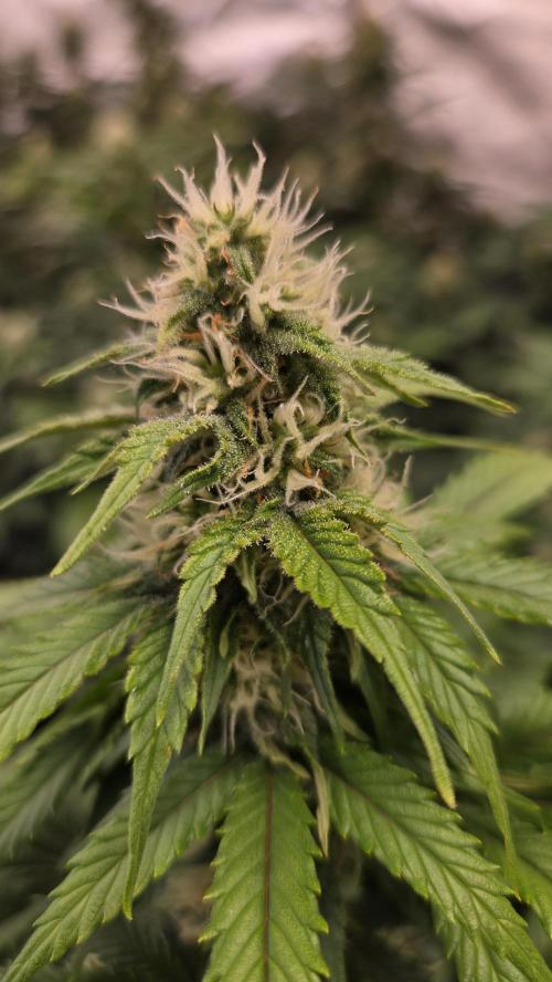 SuperBoofAuto. Week 6