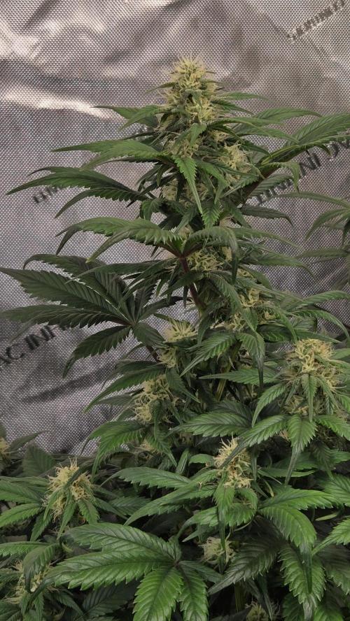 SuperBoofAuto. Week 6