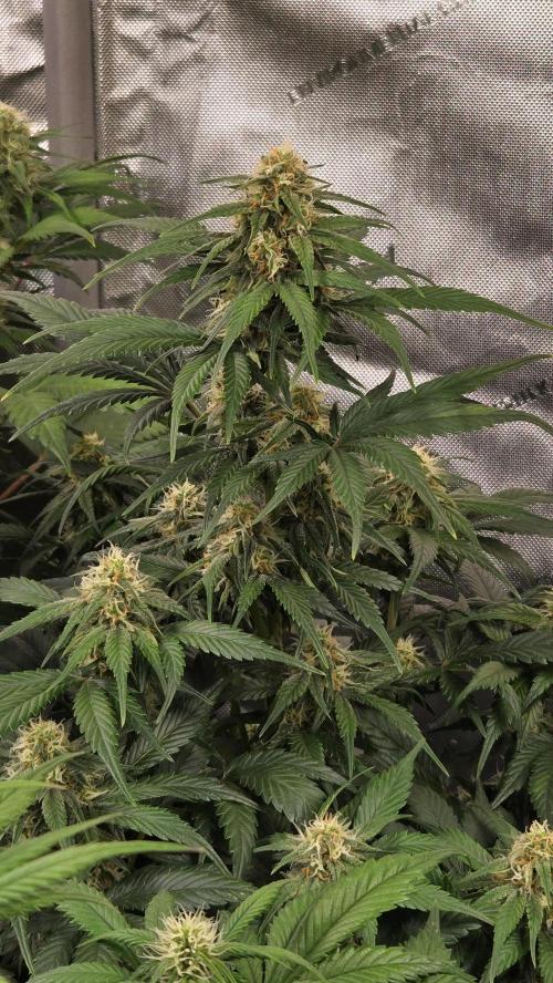 SuperBoofAuto. Week 6