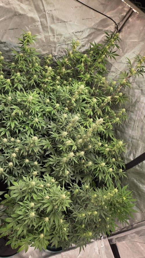 AppleStrudelAuto. Week 6