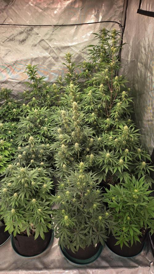 AppleStrudelAuto. Week 6