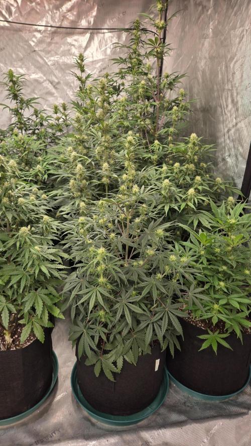 AppleStrudelAuto. Week 6