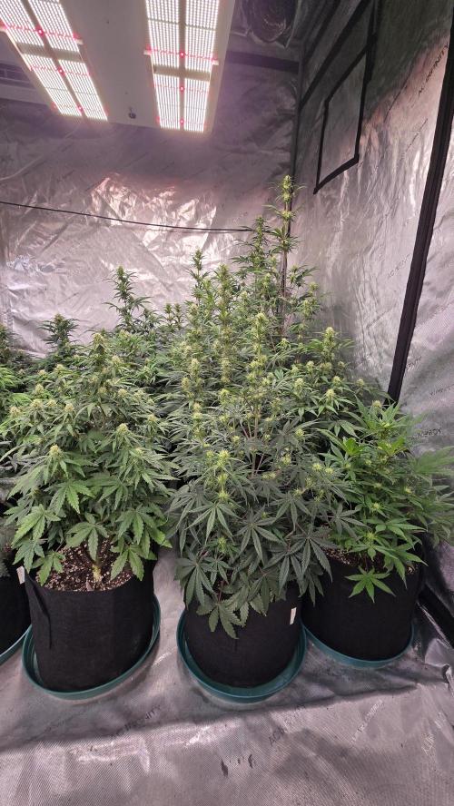 AppleStrudelAuto. Week 6