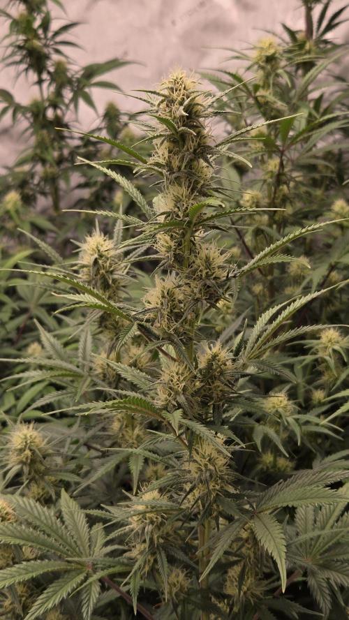 AppleStrudelAuto. Week 6