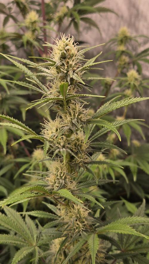 AppleStrudelAuto. Week 6