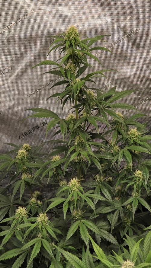 AppleStrudelAuto. Week 6