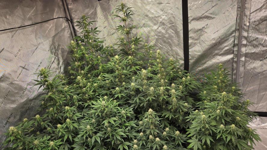 AppleStrudelAuto. Week 6