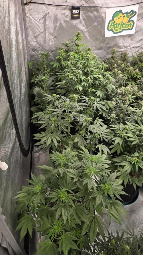 Banana Purple Punch Auto (RF3). Week 5