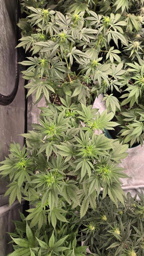 Banana Purple Punch Auto (RF3). Week 5