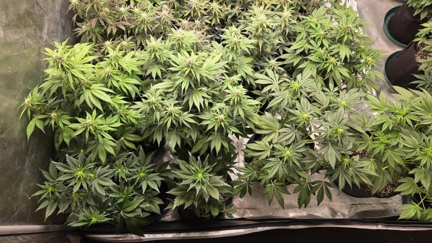 Banana Purple Punch Auto (RF3). Week 5