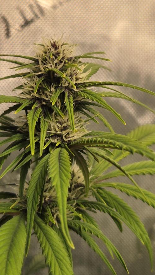 Banana Purple Punch Auto (RF3). Week 5