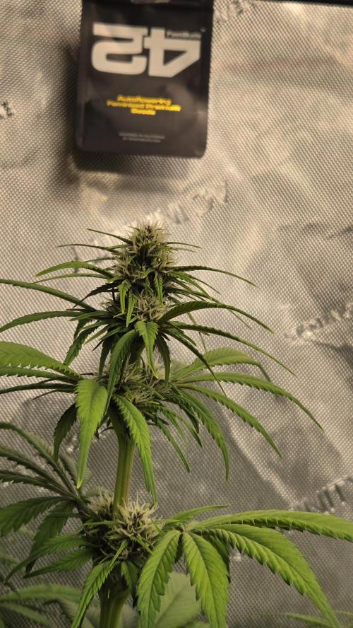 Banana Purple Punch Auto (RF3). Week 5