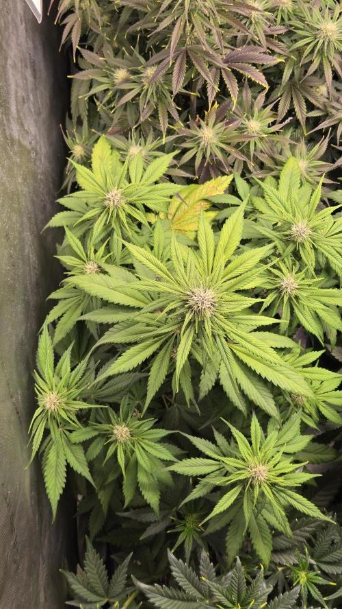 Banana Purple Punch Auto (RF3). Week 5