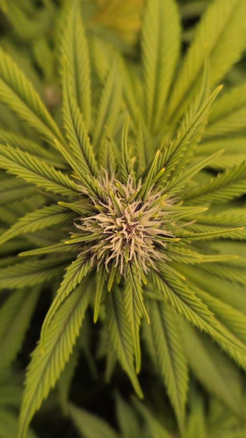 Banana Purple Punch Auto (RF3). Week 5