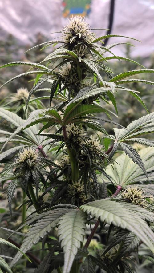 Banana Purple Punch Auto (RF3). Week 5