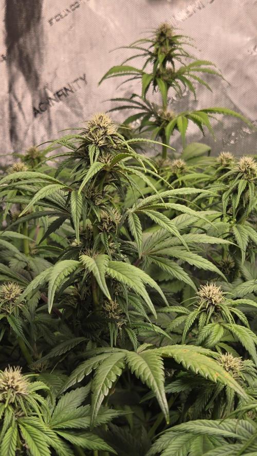 Banana Purple Punch Auto (RF3). Week 5