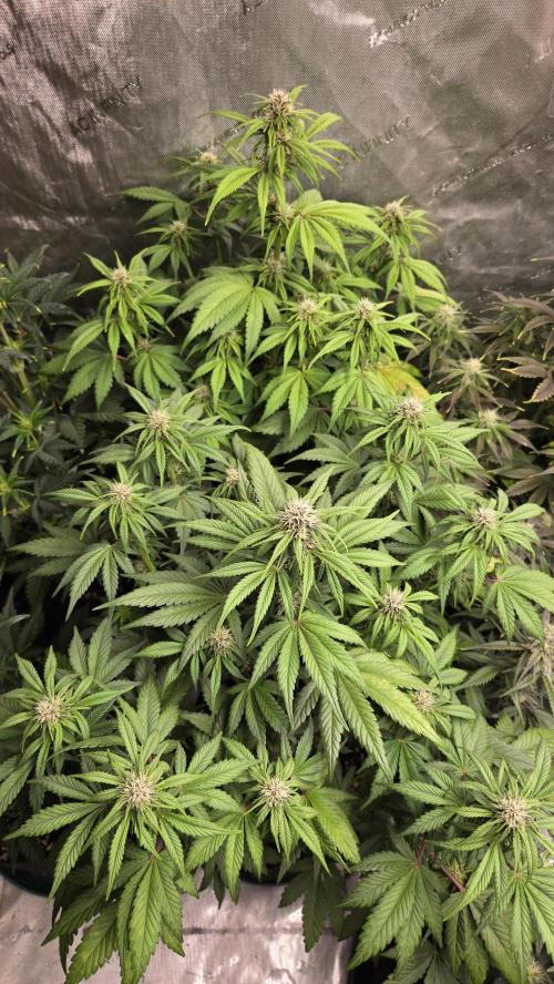 Banana Purple Punch Auto (RF3). Week 5