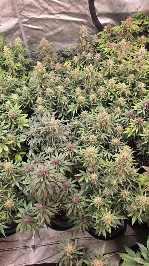 PapayaCookiesAuto. Week 7