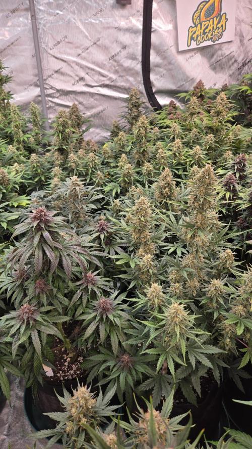 PapayaCookiesAuto. Week 7