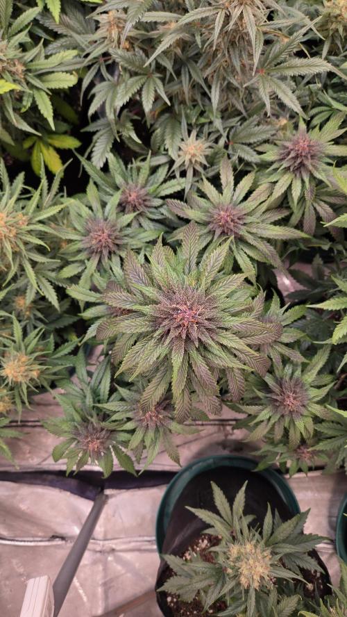 PapayaCookiesAuto. Week 7