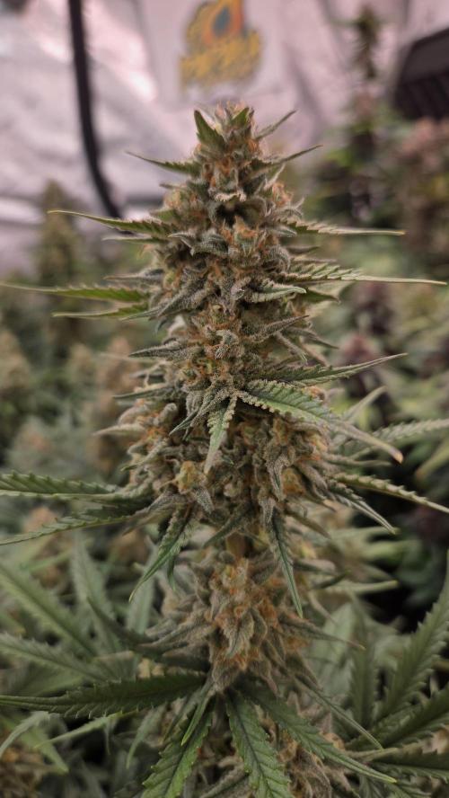 PapayaCookiesAuto. Week 7