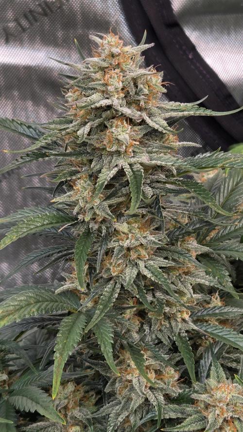 PapayaCookiesAuto. Week 7