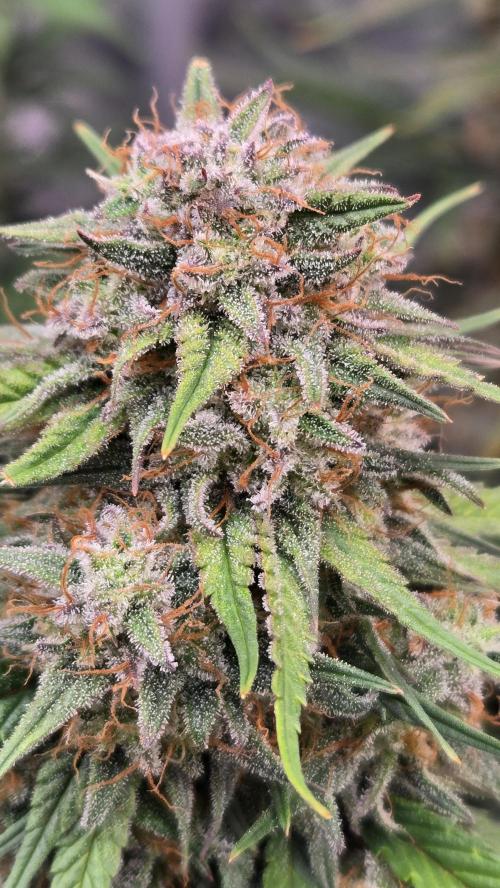 PapayaCookiesAuto. Week 7