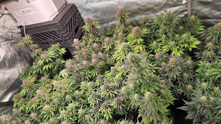 FrostBangerAuto. Week 7